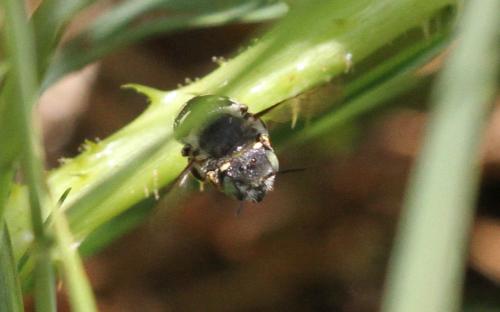 Réf. 271 063 : Anthidium punctatum